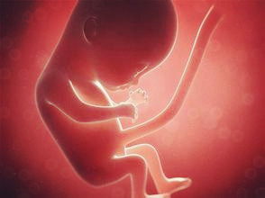 【医学动画】胎儿发育过程：胎儿性别