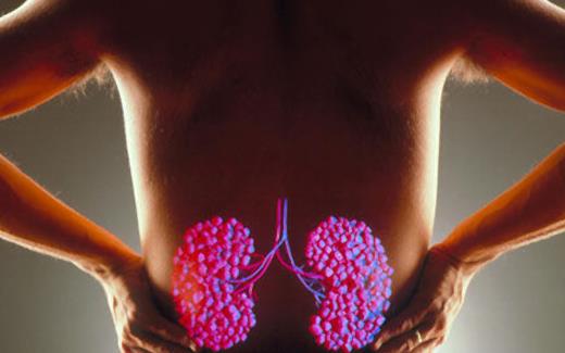 医学动画：泌尿系统 - 肾