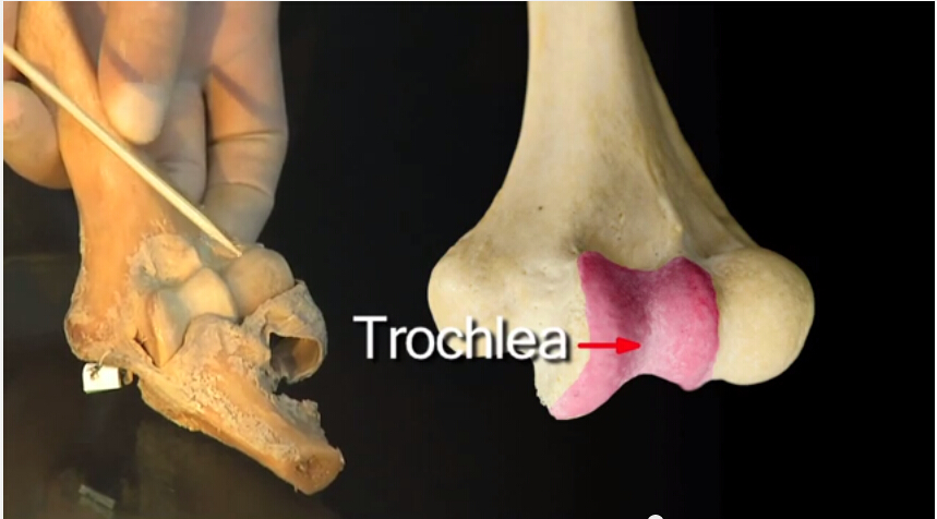 肘关节解剖教程