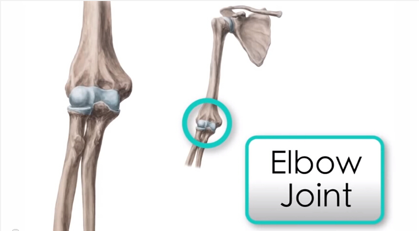 肘关节-人体解剖学