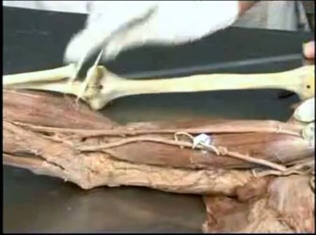 肱动脉-上肢柔软部分解剖学