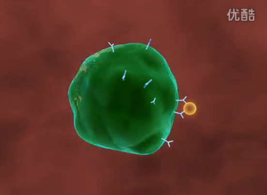 医学动画：带你了解过敏的机制