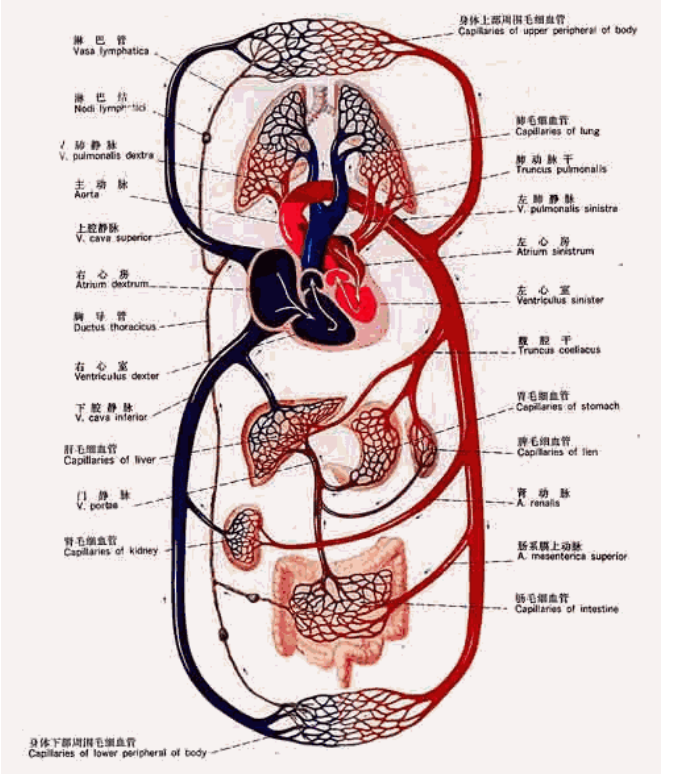 心梗后心脏的康复，分分钟看懂