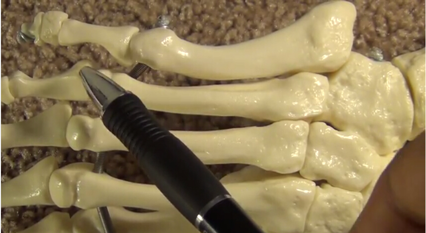 跖骨干解剖学及骨学