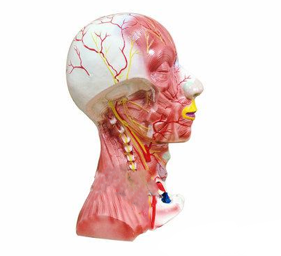 【教育】《艾氏人体解剖》——头颈部