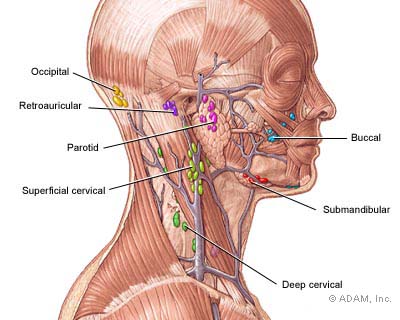 《艾氏人体解剖》——头颈部