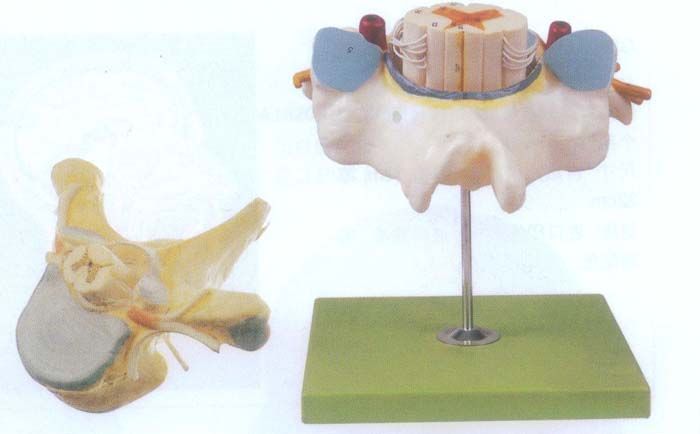 神经系统解剖:脊神经